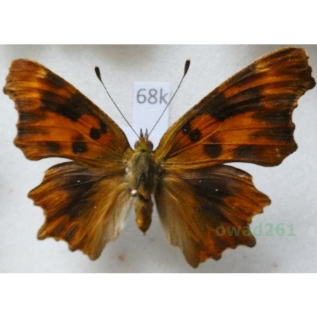 Polygonia c-album (Linnaeus, 1758) form Rusałka ceik ex. ovo Poland68k